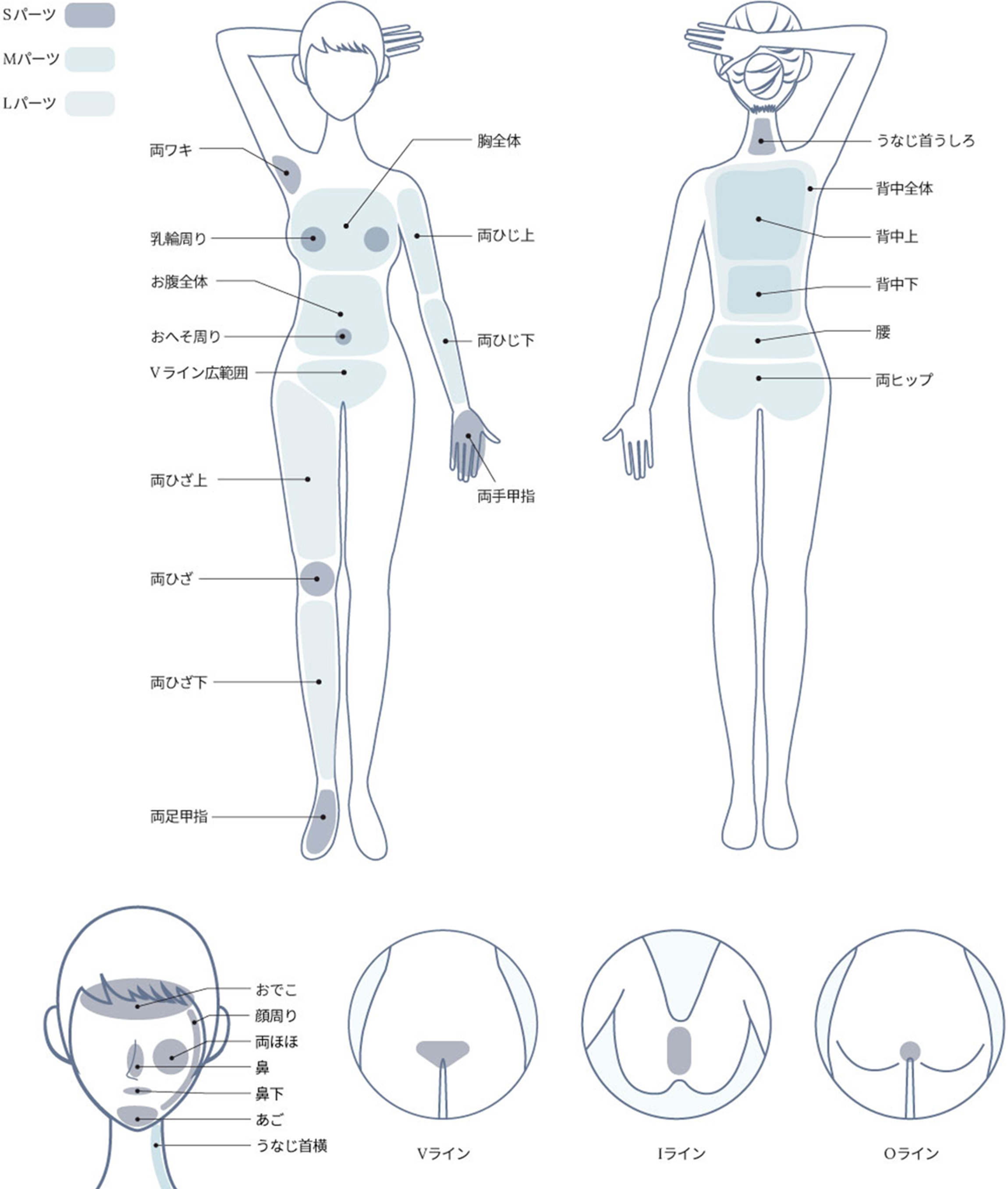 脱毛部位のイラスト